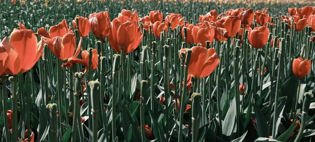 Tesselaar Tulip festival, Australia 2024