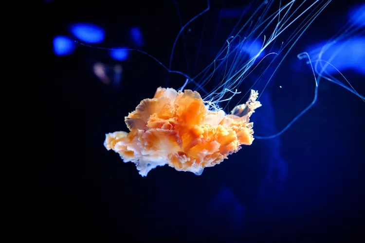 Jellyfish at Osaka Aquarium, Japan 2023